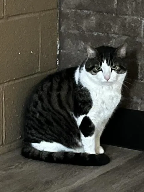 A young large-sized male Black & White / Tuxedo Domestic Short Hair cat named Angus for adoption in Ashland, OH