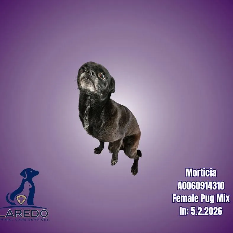 An adult small-sized female Black Pug dog named Summer Shandy for adoption in Chicago, IL