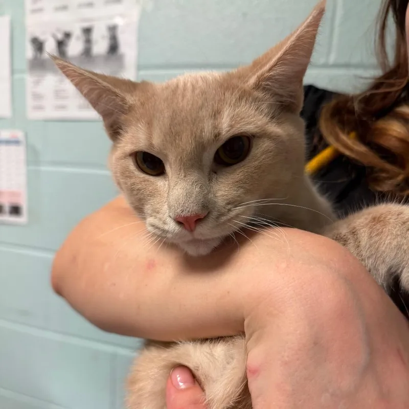 A young medium-sized male Buff / Tan / Fawn Domestic Short Hair cat named Simba for adoption in Fredericksburg, VA