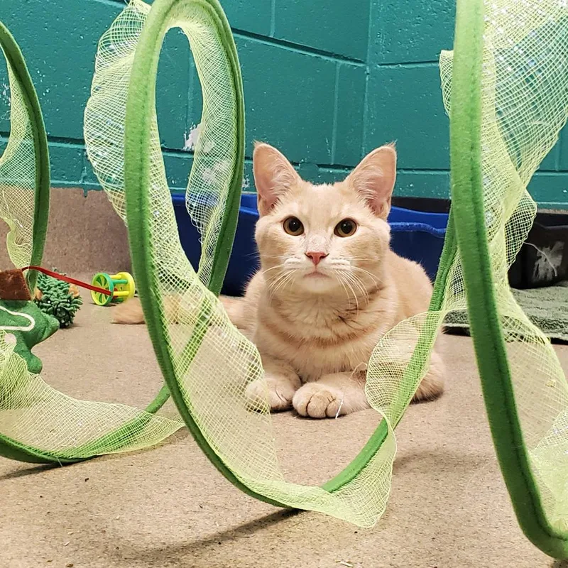 Simba thumbnail 2