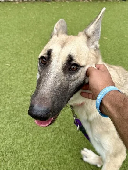 An adult large-sized female White / Cream Mixed Breed dog named Athena for adoption in Wichita, KS