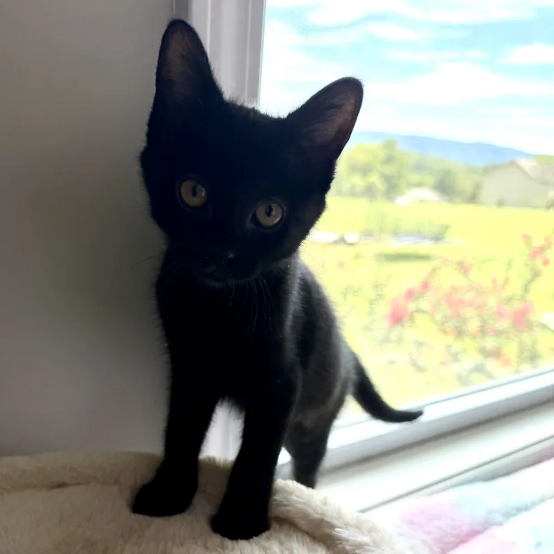 A baby medium-sized female Black Domestic Medium Hair cat named Selina Kyle for adoption in Seymour, TN
