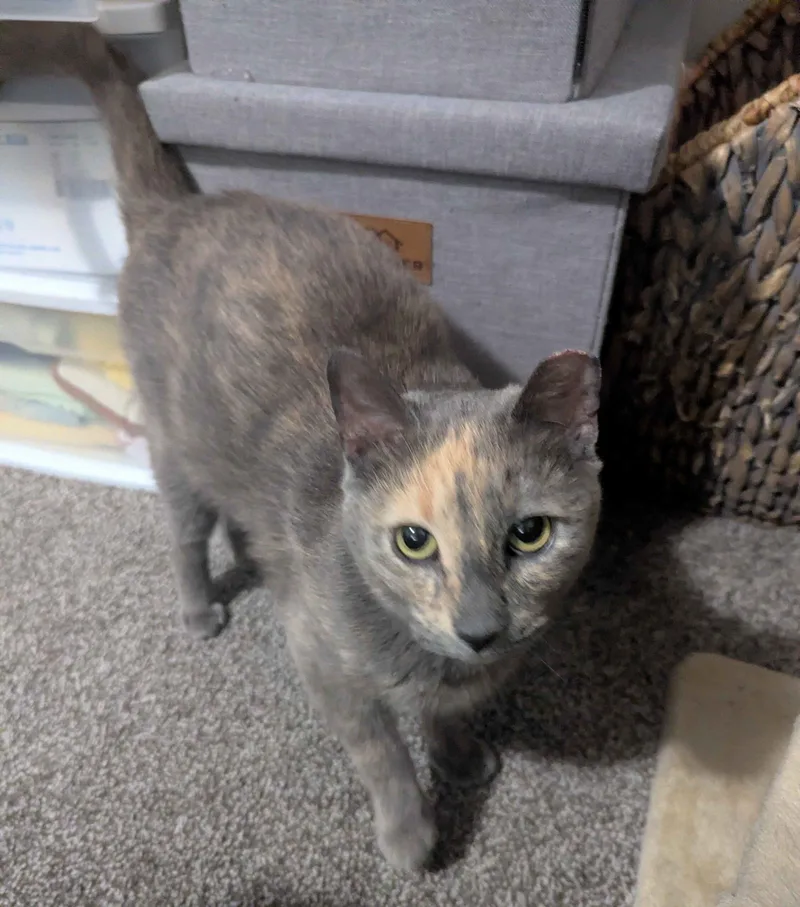 Triscuit thumbnail 2