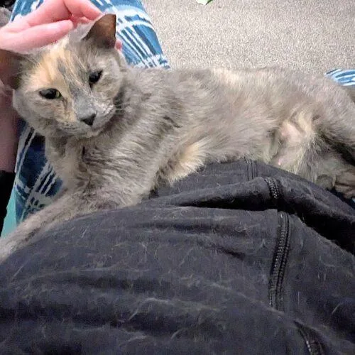 Triscuit thumbnail 4