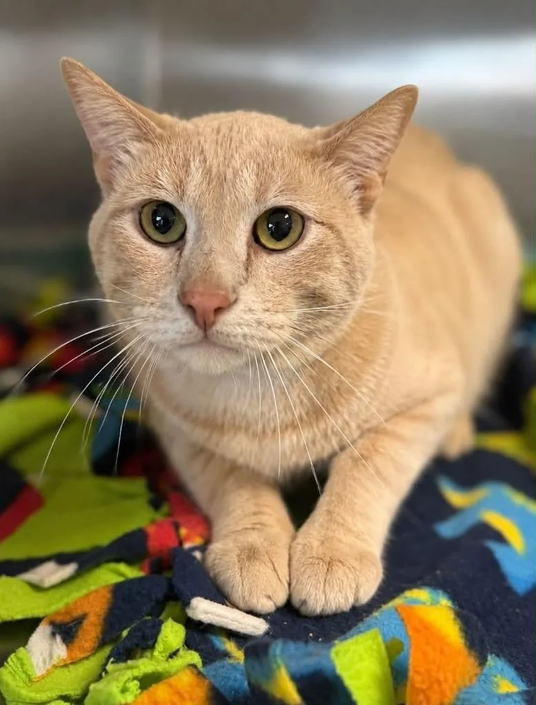 A young large-sized male Domestic Short Hair cat named Hades for adoption in Columbia, TN