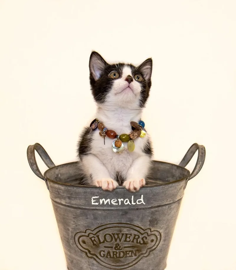 A baby small-sized female Domestic Short Hair cat named Emerald for adoption in Hot Springs Village, AR