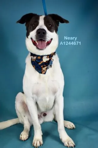 A young extra large-sized male Labrador Retriever dog named Neary for adoption in Bakersfield, CA