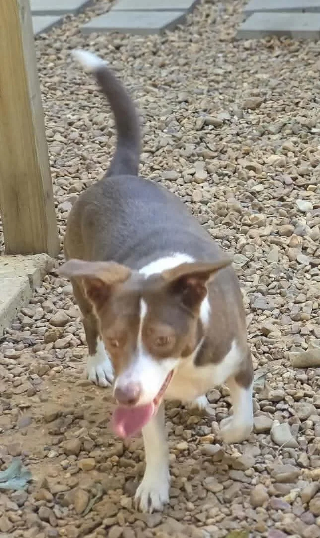 An adult medium-sized male Australian Shepherd dog named Brownie for adoption in Eatontown, NJ