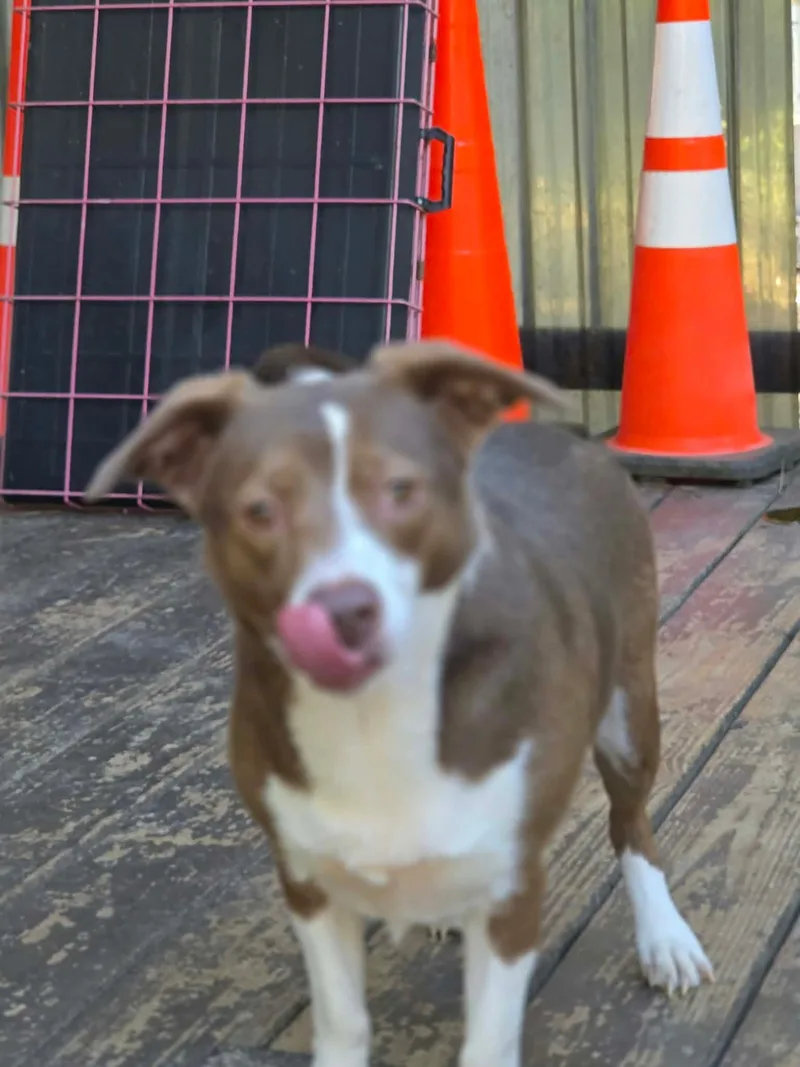 Brownie thumbnail 2