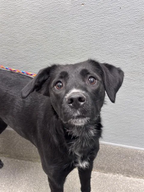 A young large-sized female Labrador Retriever dog named Chicken Noodle Soup for adoption in Las Vegas, NV