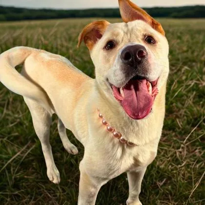 An adult large-sized female Retriever dog named Della for adoption in Gastonia, NC