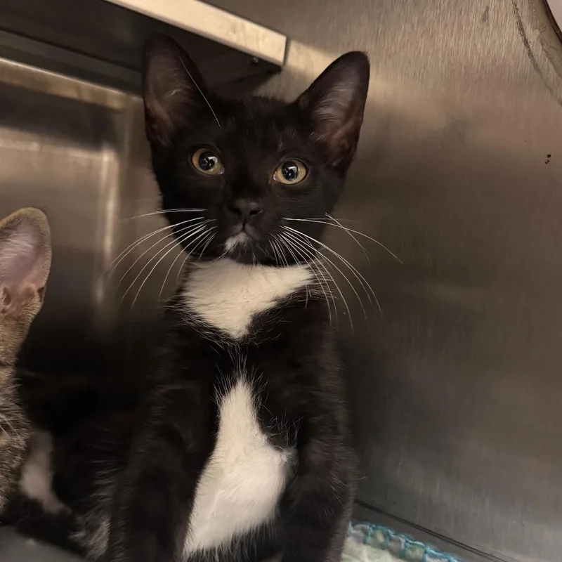 A baby small-sized female Black Domestic Short Hair cat named HarlequinKey for adoption in Middleburg, FL