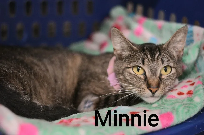Minnie thumbnail 2