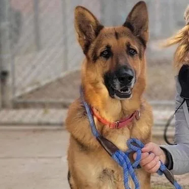 An adult large-sized male Brown / Chocolate German Shepherd Dog dog named Handsom T for adoption in San Juan Bautista, CA