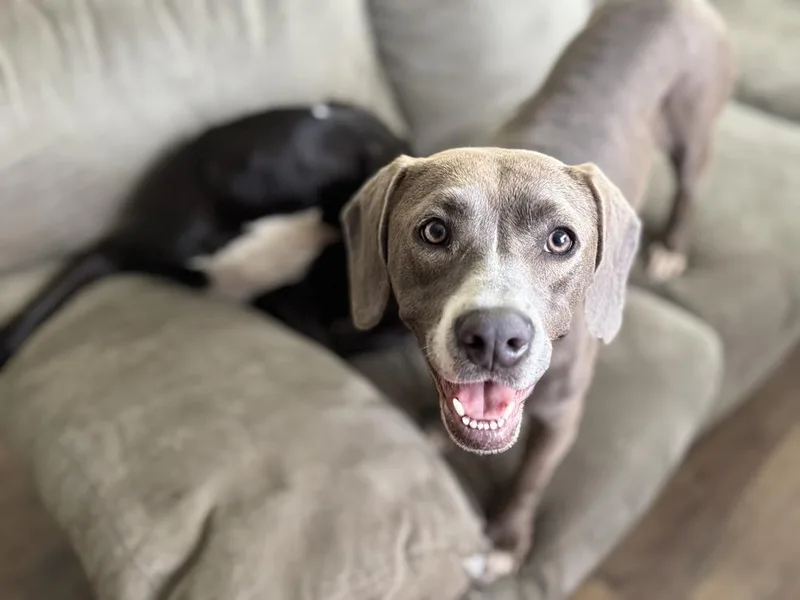 Daisy The Delightful thumbnail 2