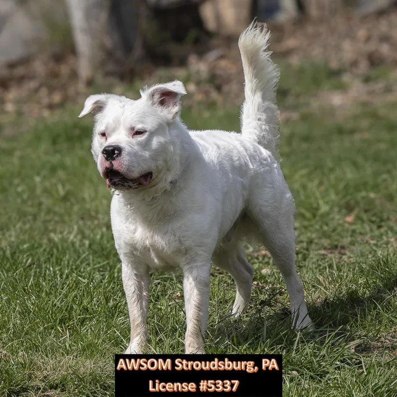 Italian Ice thumbnail 2