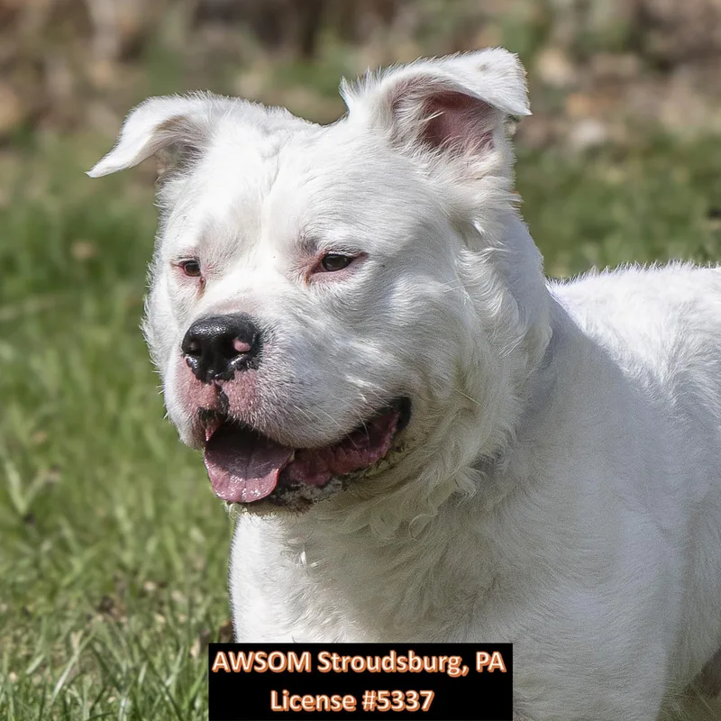 Italian Ice thumbnail 3