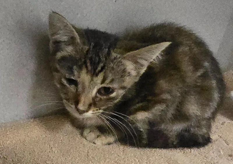A baby small-sized female Domestic Short Hair cat named GC stray Rain for adoption in Greencastle, IN