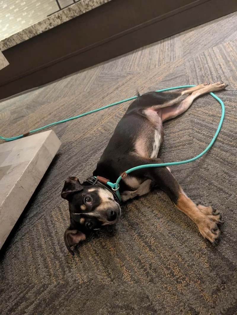 A young small-sized female Tricolor (Brown, Black, & White) Rat Terrier dog named Raven for adoption in Boulder, CO