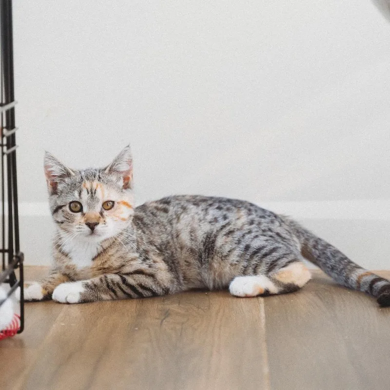 A baby small-sized female Torbie Domestic Short Hair cat named Kilauea Jessup for adoption in Eagle Mountain, UT
