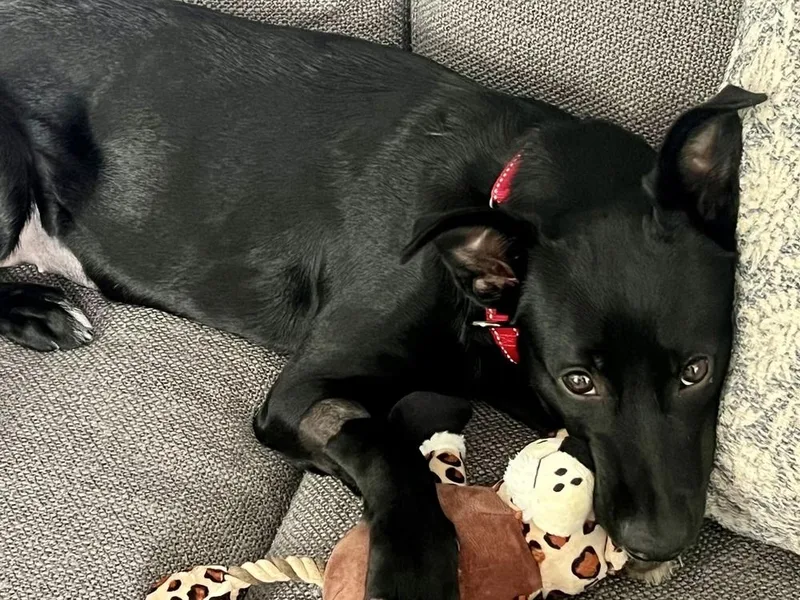 A young medium-sized female Terrier dog named Franny for adoption in Willingboro, NJ