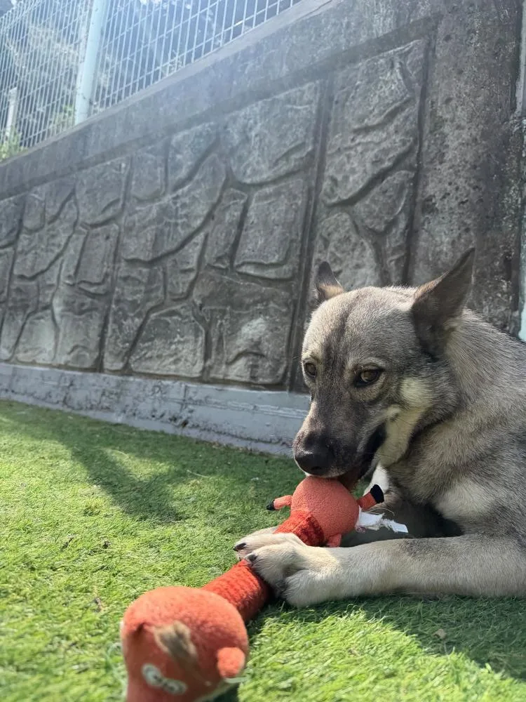 An adult medium-sized female Tricolor (Brown, Black, & White) Jindo dog named Miso for adoption in Long Island City, NY