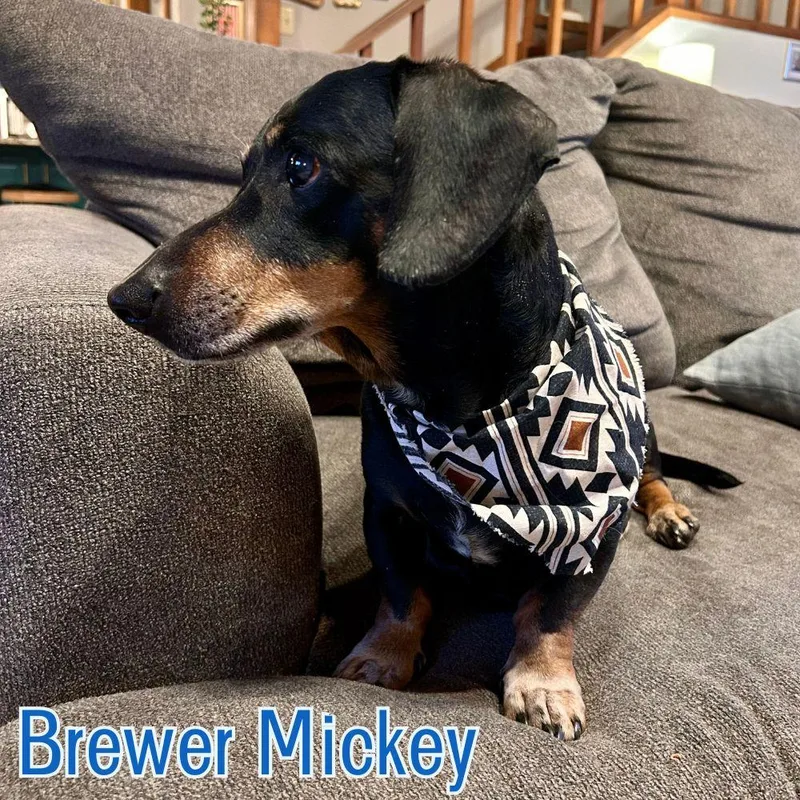 Brewer Mickey