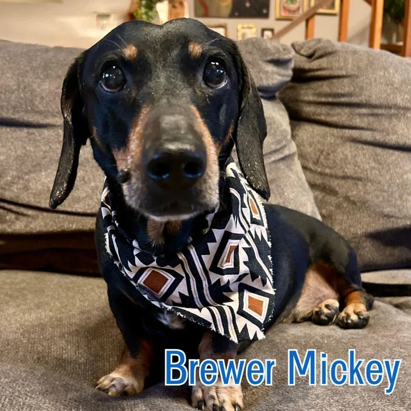 Brewer Mickey thumbnail 3