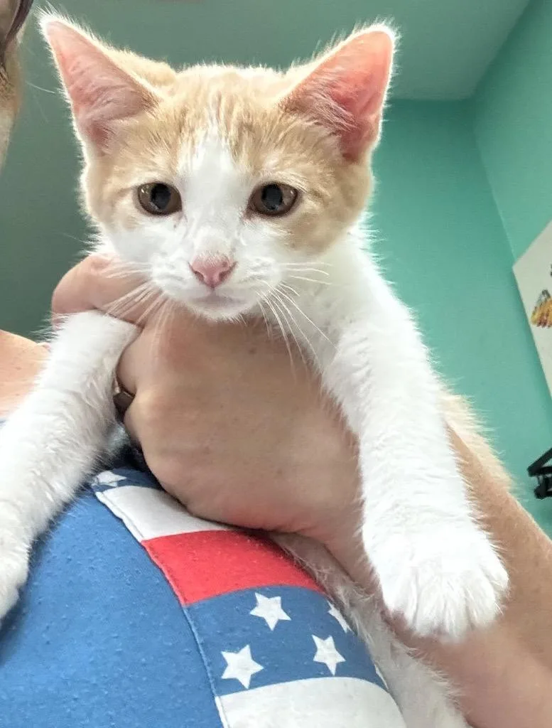 A baby medium-sized male Domestic Short Hair cat named Stir Fry for adoption in Fort Lupton, CO