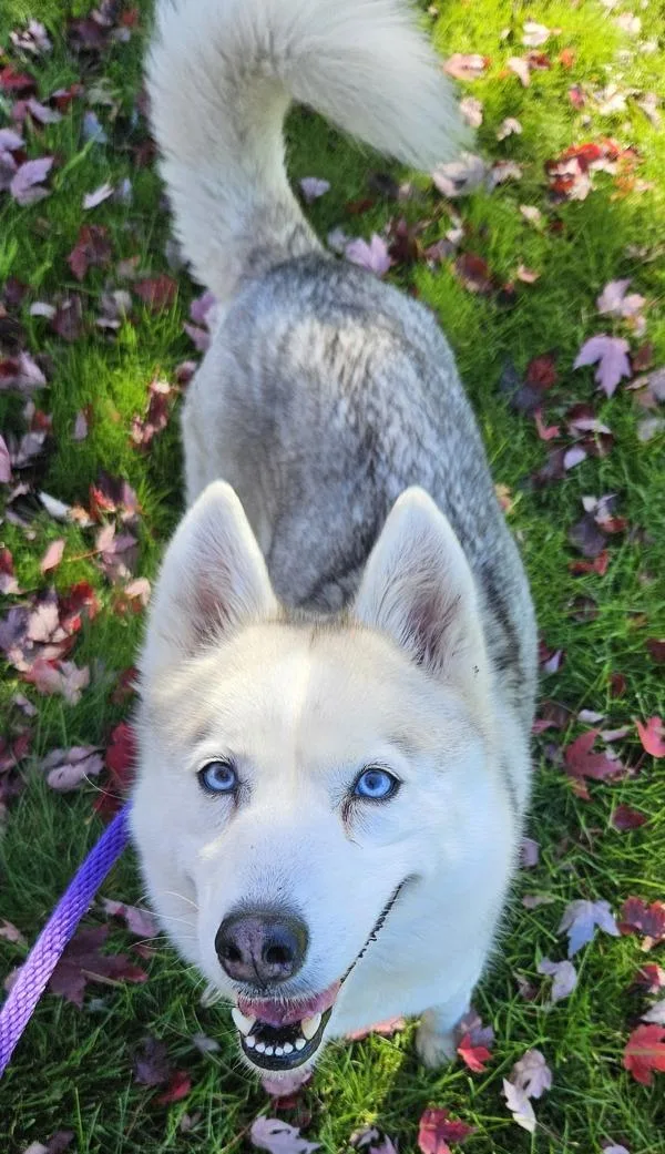 An adult medium-sized female Siberian Husky dog named Chinchilla for adoption in Salem, OR