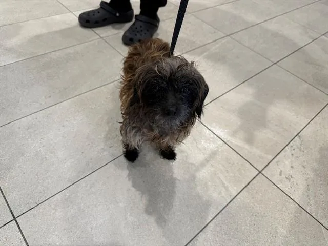 An adult small-sized female Mixed Breed dog named Mc for adoption in Garland, TX