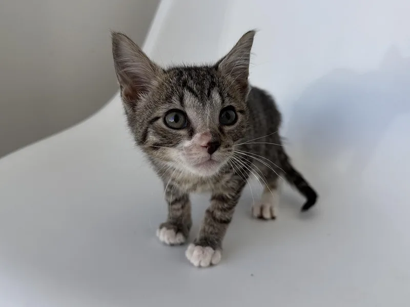 A baby medium-sized male Tabby (Buff / Tan / Fawn) Domestic Short Hair cat named Pierogi for adoption in Evanston, IL