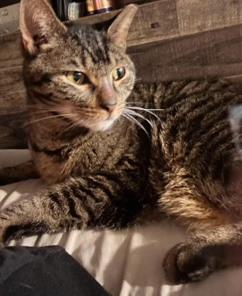 An adult medium-sized male Tabby (Brown / Chocolate) Domestic Short Hair cat named Stuart for adoption in Philadelphia, PA