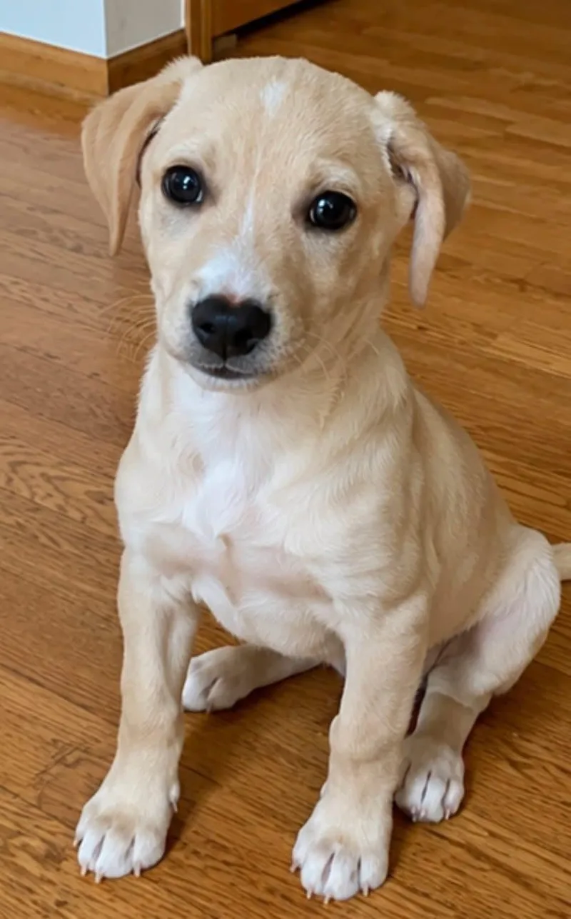 A baby small-sized female Yellow / Tan / Blond / Fawn Puggle dog named Goosey for adoption in Orland Park, IL
