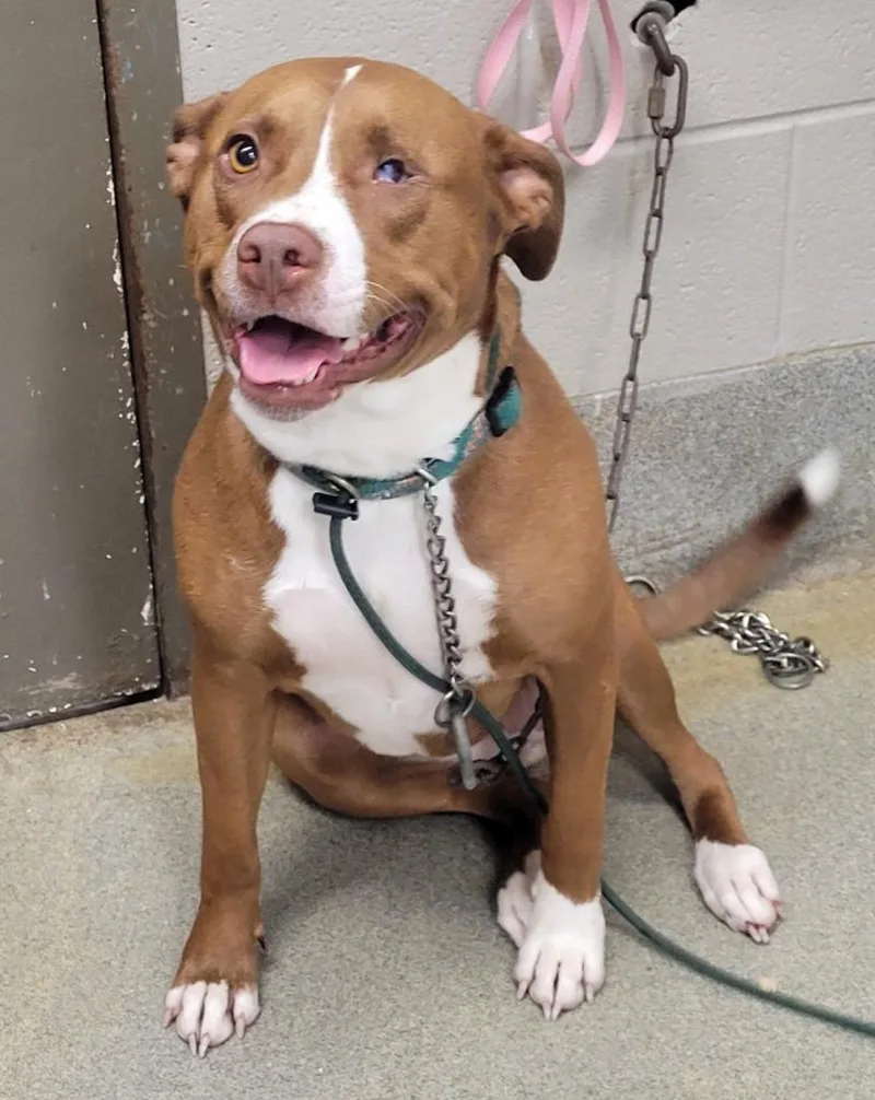 Pibble