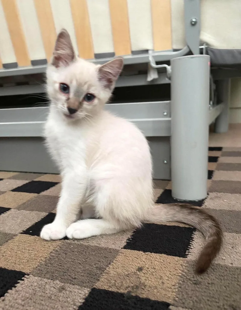 A baby small-sized male White Domestic Short Hair cat named Snoop Remix for adoption in Chandler, AZ