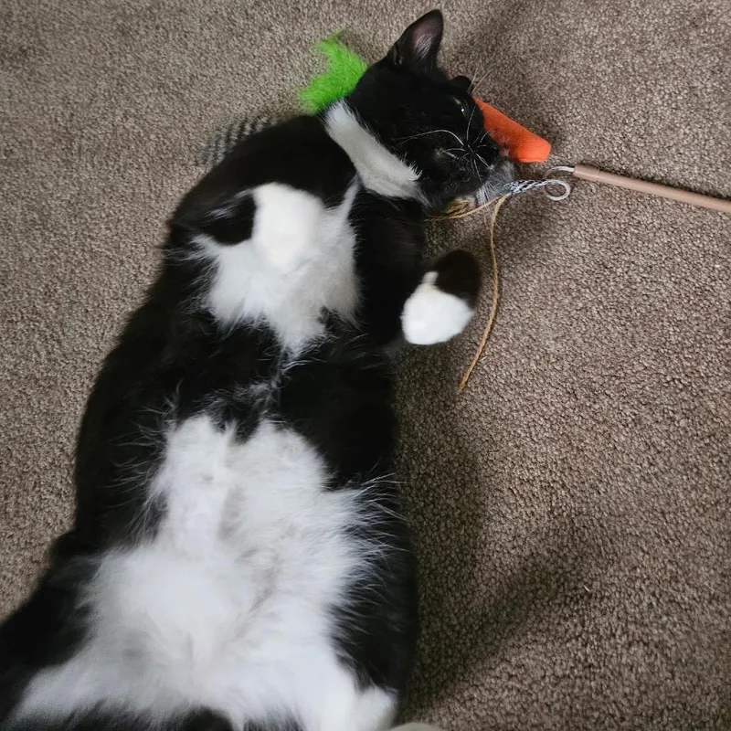 An adult medium-sized male Black Domestic Short Hair cat named Buddy for adoption in Ephrata, PA