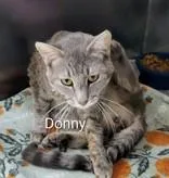 An adult medium-sized male Gray & White Domestic Short Hair cat named Donny for adoption in Moline, IL