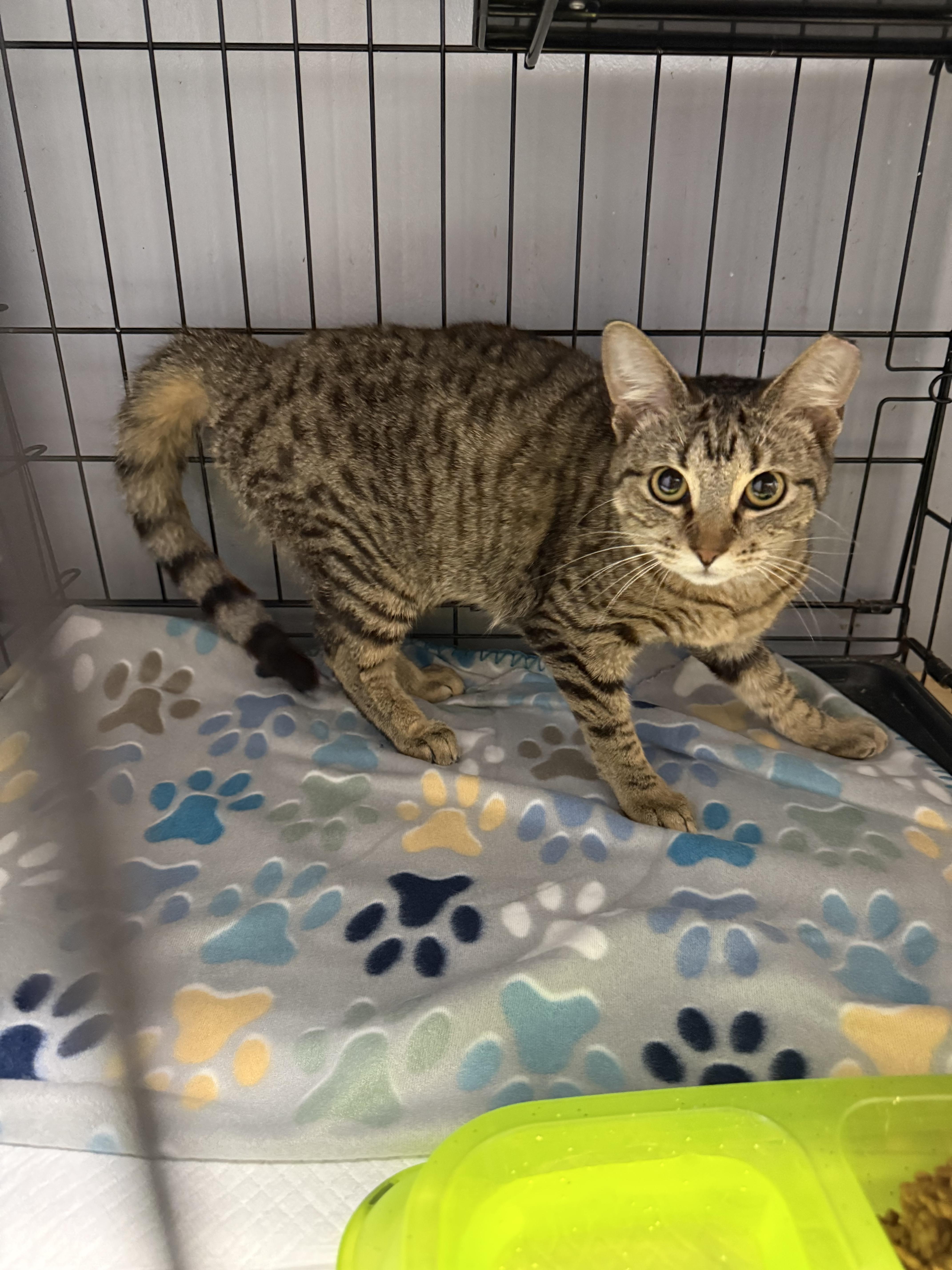 A baby medium-sized female Tabby (Brown / Chocolate) Domestic Short Hair cat named Shannen for adoption in Houston, TX