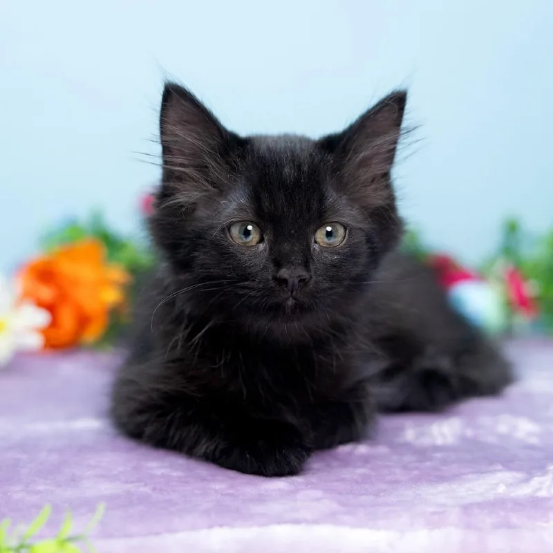 A baby small-sized male Black Domestic Medium Hair cat named Ernie for adoption in Durham, NC