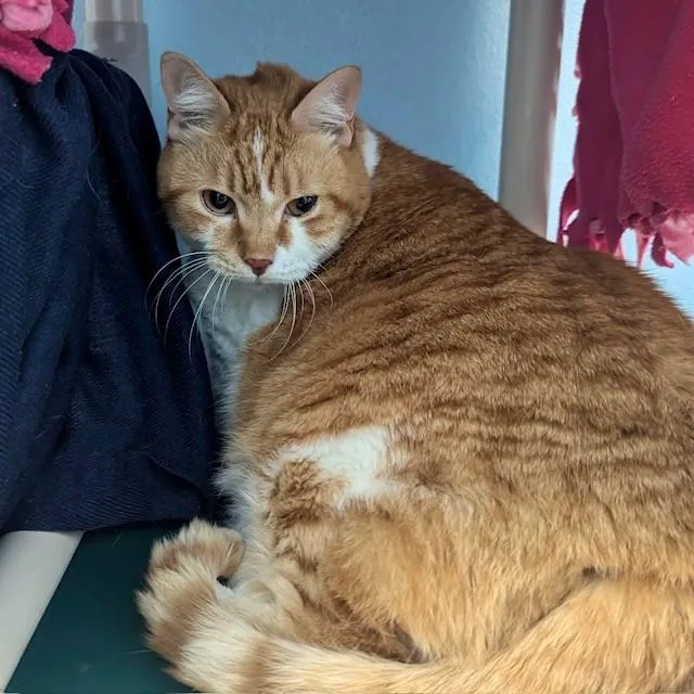 A senior extra large-sized male Domestic Short Hair cat named Wilson for adoption in Palmetto, FL
