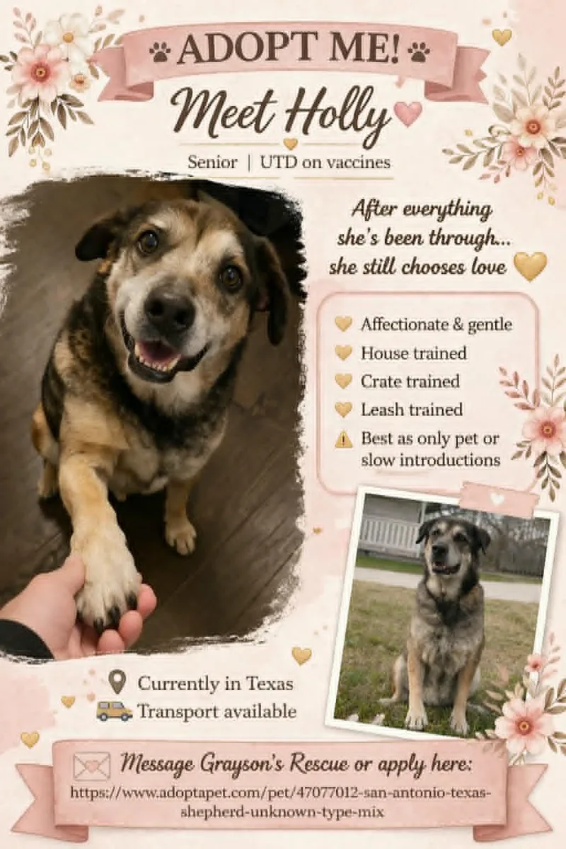 A senior large-sized female Brown / Chocolate German Shepherd Dog dog named Holly for adoption in San Antonio, TX
