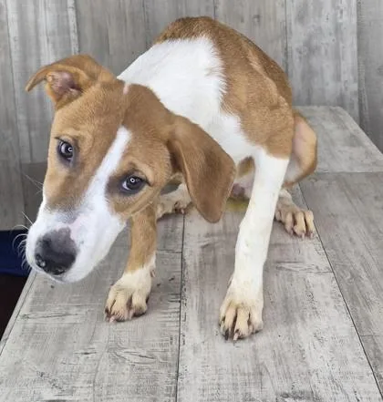 An adult medium-sized female Terrier dog named Shasta for adoption in Shreveport, LA