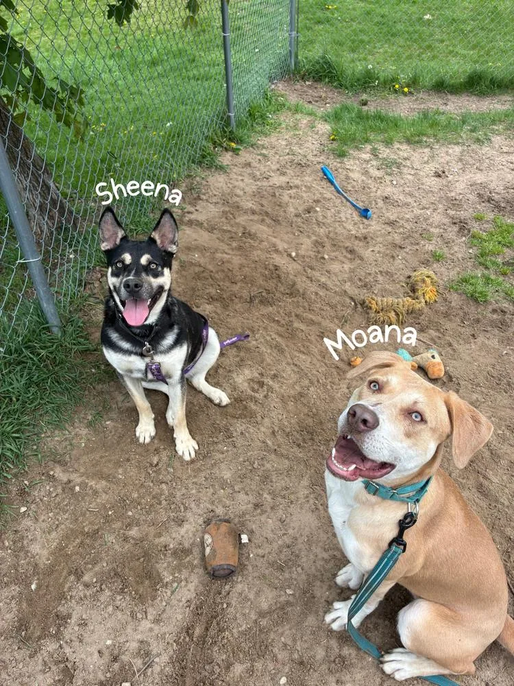 Sheena thumbnail 2