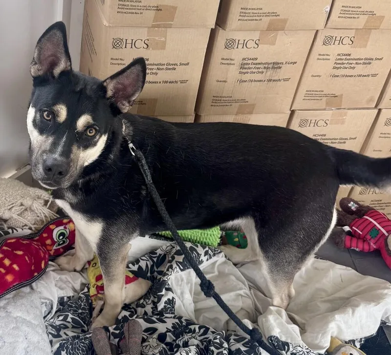 Sheena thumbnail 4