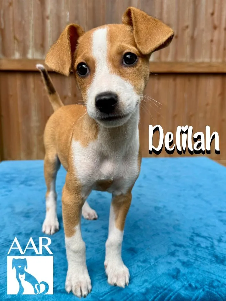 A baby small-sized female Dachshund dog named Delilah for adoption in Magnolia, TX