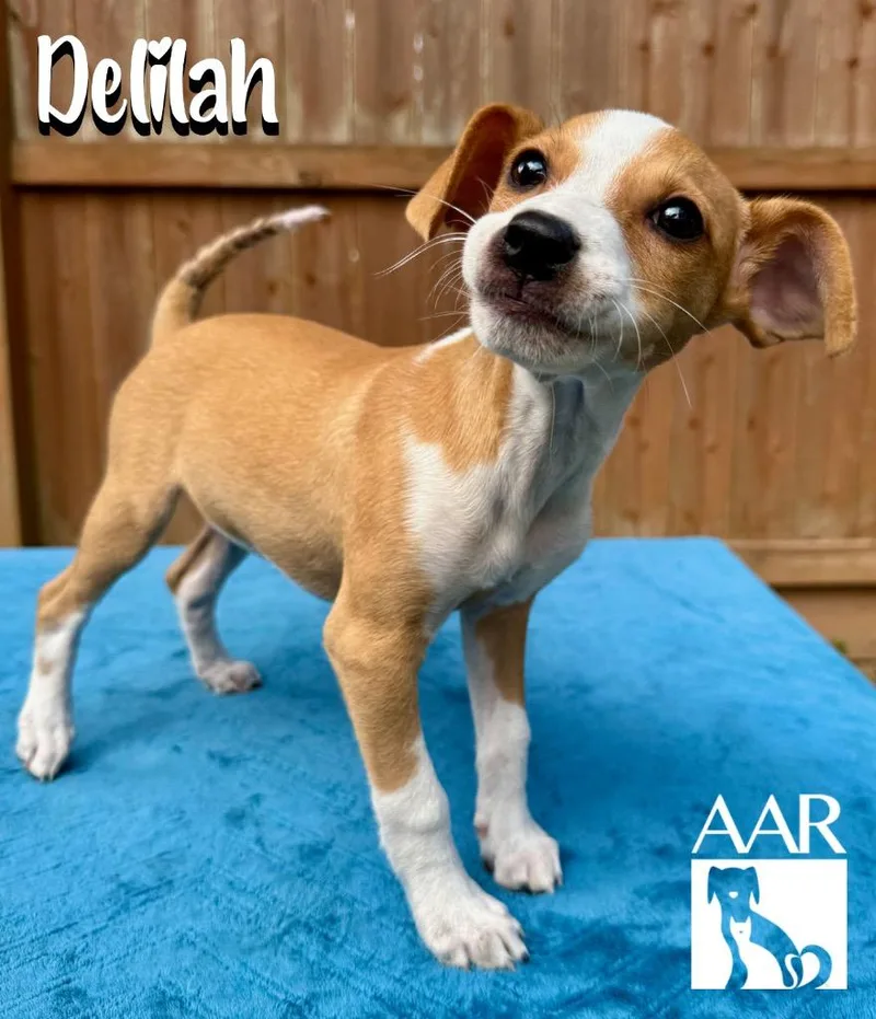 Delilah thumbnail 2
