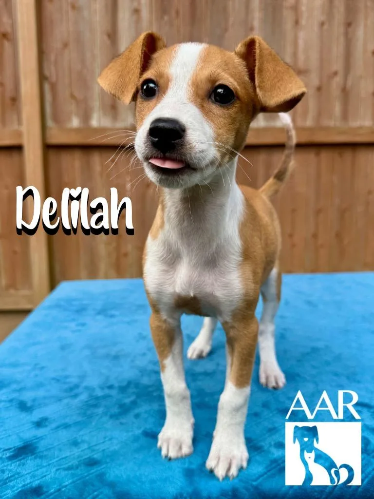 Delilah thumbnail 3