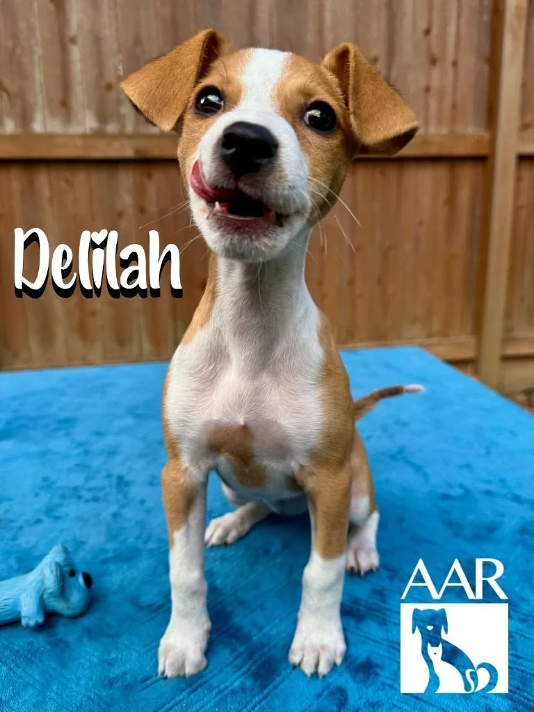Delilah thumbnail 4