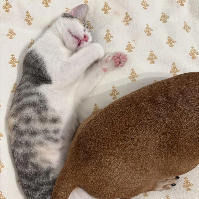 Catniss